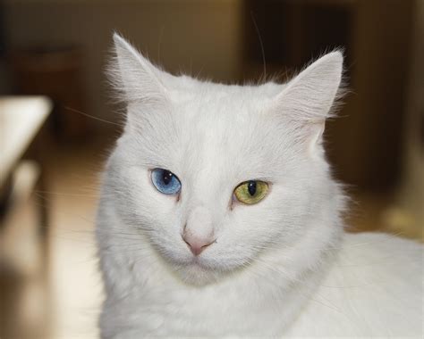 This Is Lyra Our Rescued Deaf Turkish Angora Rcats