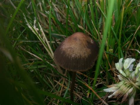 ID for brown mushrooms on lawn in my yard - Mushroom Hunting and Identification - Shroomery ...