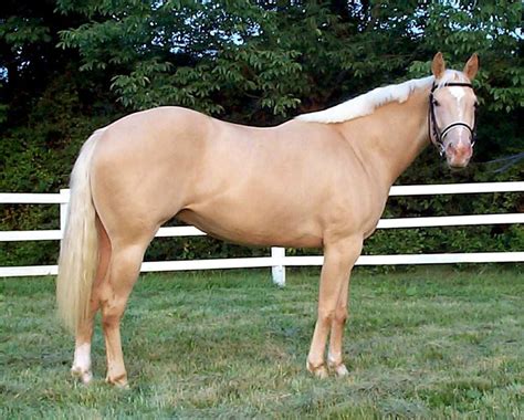 What Color Was George Washingtons Gold Horse Swordwhale