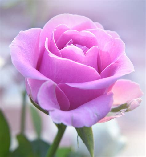 39 Roses Wallpaper Pink Background