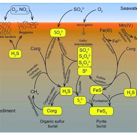Pdf The Biogeochemical Sulfur Cycle Of Marine Sediments