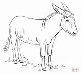 Coloring Donkey Printable Drawing sketch template