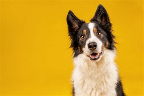 150 Funny Dog Names Guaranteed To Get A Laugh Parade Pets
