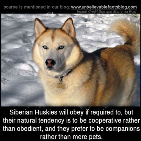 A Dog Standing In The Snow With A Quote About Siberian Huskys And Their
