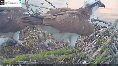 Early Breakfast For The Two Surviving Rutland Osprey Chicks 15 May 2021 Youtube