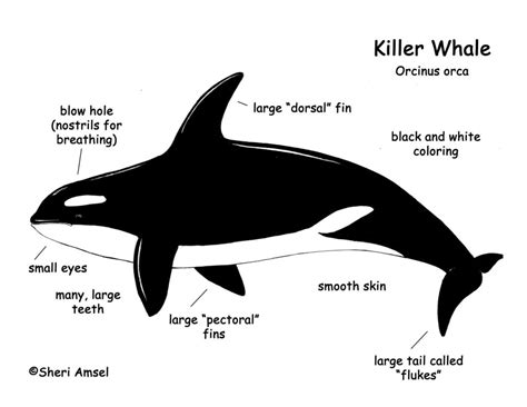 Killer Whales Characteristics Attack Methods And Much More
