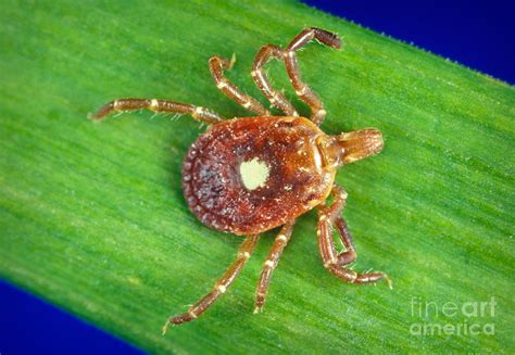 Female Lone Star Tick Photograph By Science Source