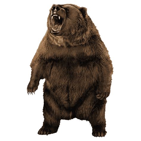 Photo Clipart Png Photo Grizzly Bear Hd Photos Png Images Photo