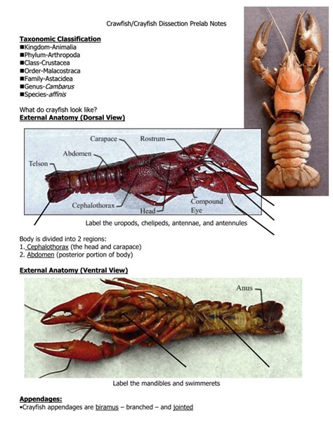 Structure Of A Crayfish Worksheet Answers Worksheets For Kindergarten