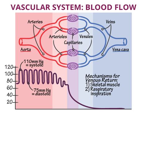 Anatomy And Physiology Glossary Blood Flow And Pressure Fundamentals