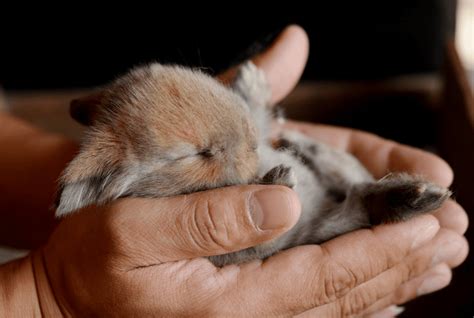 Exploring 7 Incredible Baby Rabbit Facts From Kits To Adults Animal