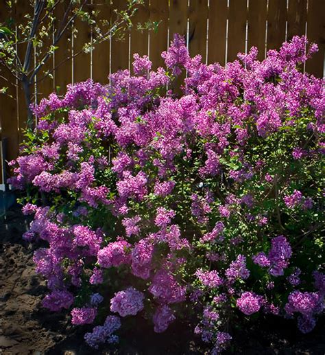 Bloomerang Purple Lilac For Sale Online The Tree Center