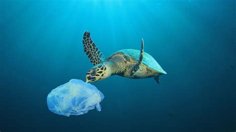 Mikroplastik Im Meer Das Sind Die Folgen Für Mensch Und Umwelt