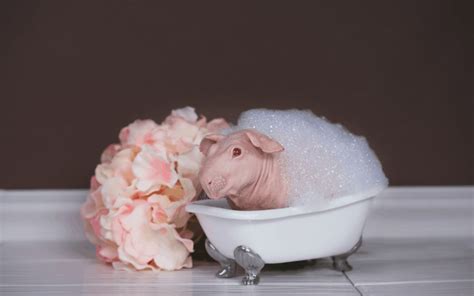 How Often Do Guinea Pigs Need Baths