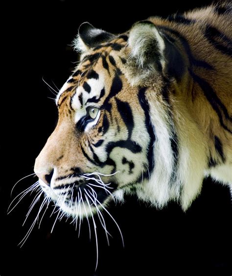 Sumatran Tiger Profile On Black Photographed At The Welsh Flickr