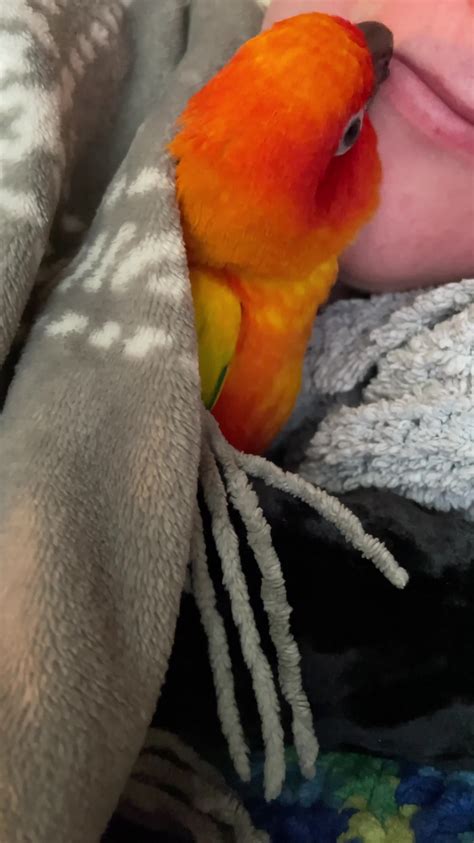 Parrot Cuddles And Kisses Mom