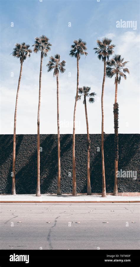 Palm Springs Palm Trees Stock Photo Alamy