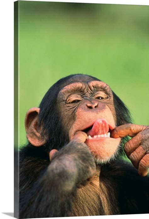 Chimpanzee Animal Humour Monkeys Funny Funny Animal Pictures