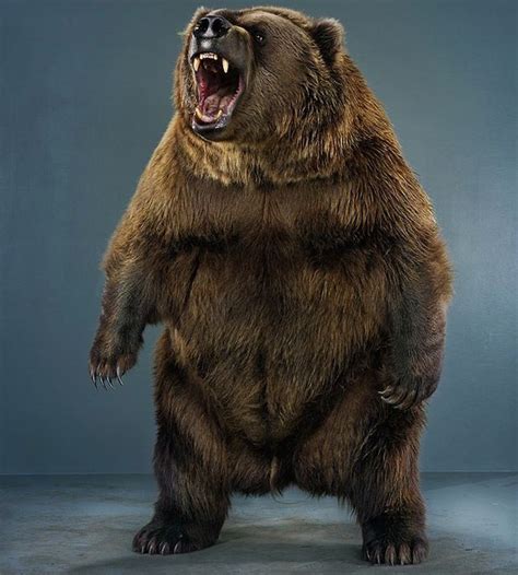 Cute Cuddly Ferocious Bears Jill Greenberg Bear Brown Bear