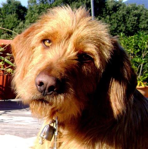 Adopter un chiot berger allemand dans un refuge d'association et de la spa en france : photo chien griffon fauve bretagne