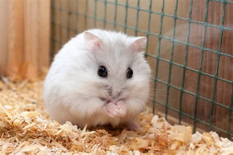 Djungarian Hamsters Everything You Need To Know The Pet Savvy