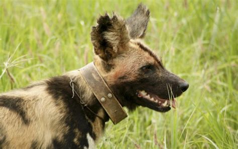 One of the african painted dogs at my local zoo (pittsburgh) had a litter of pups recently. Africa's Painted Dogs need your help - Africa Geographic