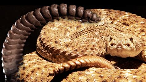 Rattlesnake Shakes In Slow Motion Earth Unplugged Youtube