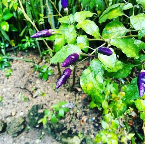Purple Chili In Kabankalan City Negros Occidental Goes Viral