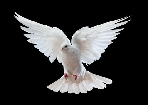 Photo About White Dove In Flight With Black Background Image Of