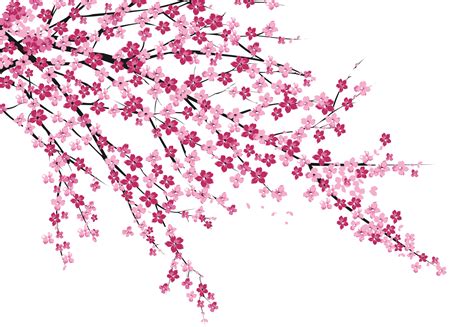 Download No Blossom Cherry Hanabiratachi Wall Sakura Blossoms Clipart png image