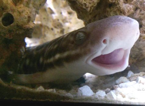 While other favorites, like marbled cat sharks are from the scyliorhinidae family. shkdis4