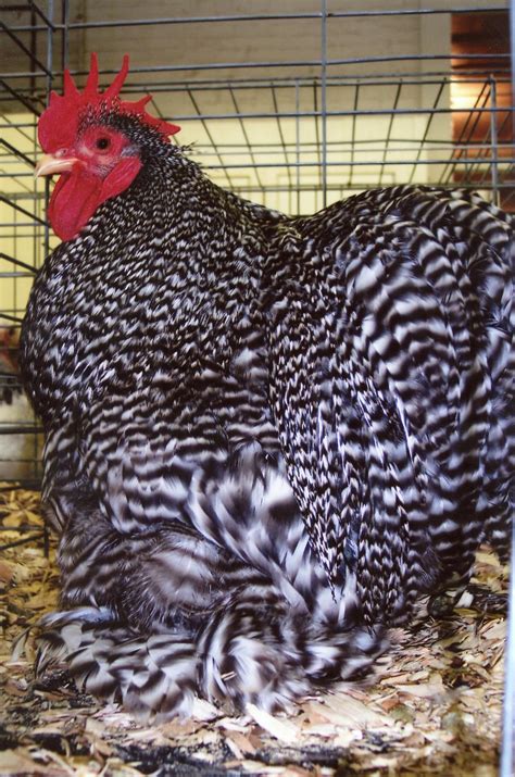 Barred Cochin Bantam Chickens For Sale Cackle Hatchery®