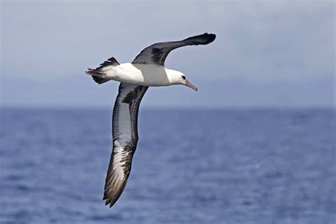 Albatross Bird Facts Diomedeidae Wiki Point