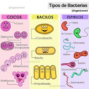 Clasificaci N Estructura Y Replicaci N De Las Bacterias