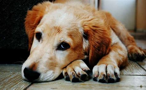 5 Signs Your Dog Has Food Allergies Canine Campus Dog Daycare And Boarding