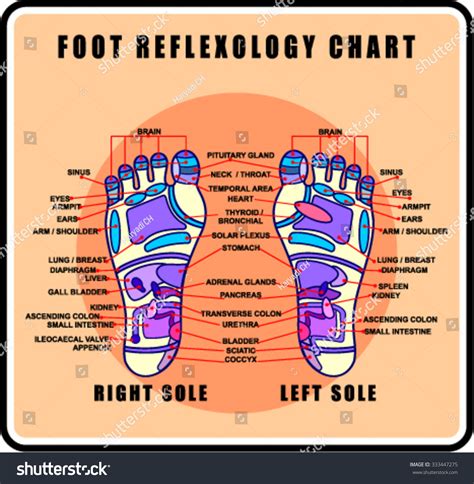 Foot Reflexology Chart Accurate Description Corresponding Stock Vector