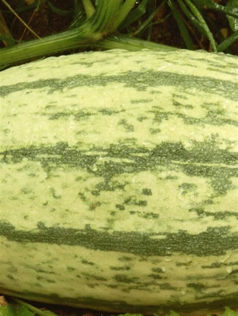 The 5 Spaghetti Squash Growing Stages Explained Grow Tips