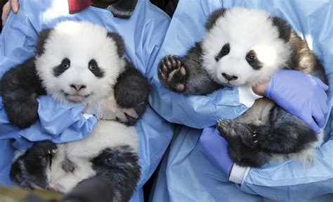 Berlin Zoo Reveals Names Gender Of Their 2 Panda Twin Cubs Ap News