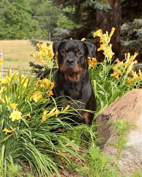 Well, there are many ways … december 10, 2018rottweiler. Rottweiler Breeders in Michigan