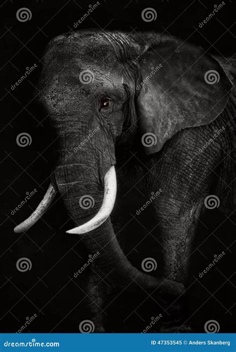 Old African Elephant Closeup Stock Image Image Of African Close