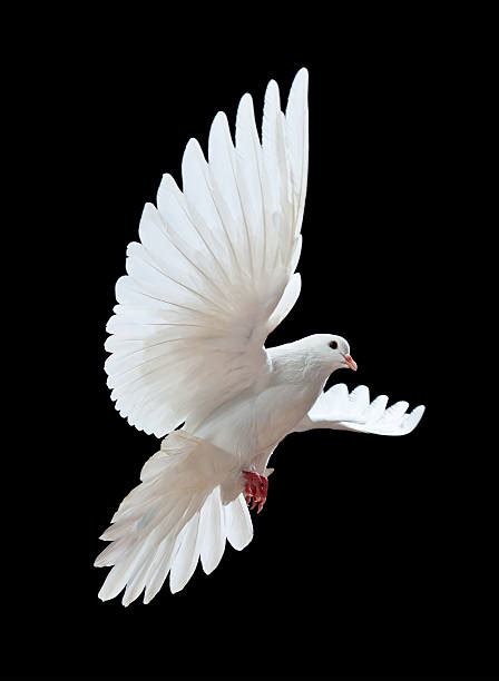 Dove Flying Stock Photos Pictures And Royalty Free Images Istock