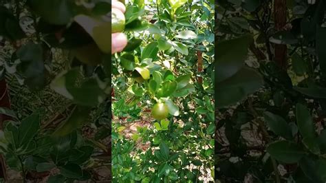 Bunda selalu petik buat jus, sedap rasanyer tekak di hari panas minum baik yang suam atau sejuk. Pokok Limau Kasturi - YouTube