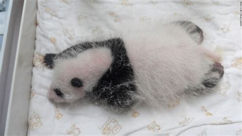 Worlds Oldest Panda Jia Jia Dies In Hong Kong Cnn