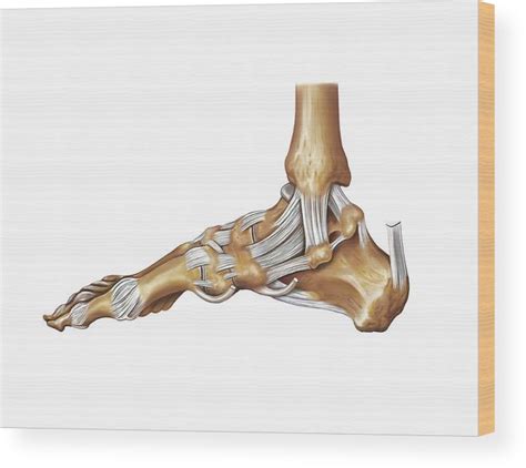 Foot Joints Wood Print By Asklepios Medical Atlas The Best Porn Website