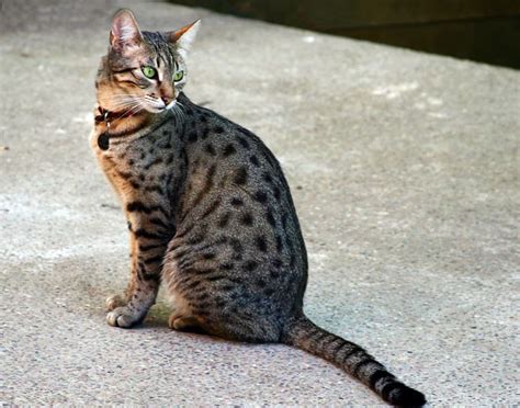 Cats That Look Like Tigers Leopards And Cheetahs Pethelpful