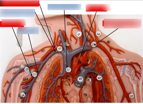 Arteries And Veins Diagram Quizlet