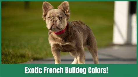 Exotic French Bulldog Colors Pink Frenchie Curly Frenchie New Shade