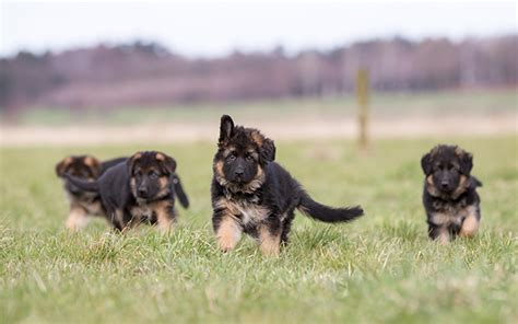 German Shepherd Puppies Dogtime