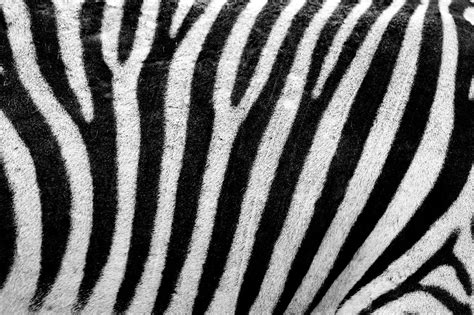 Zebra Texture Free Stock Photo Public Domain Pictures