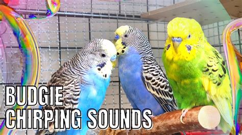 Budgie Chirping Sounds Birdsounds Budgies Parrot Parakeet Chirping Sing Canary Cockatiel